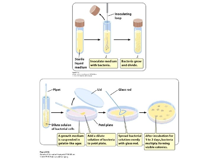Prototroph Benjamin A Pierce GENETICS A Conceptual Approach FIFTH