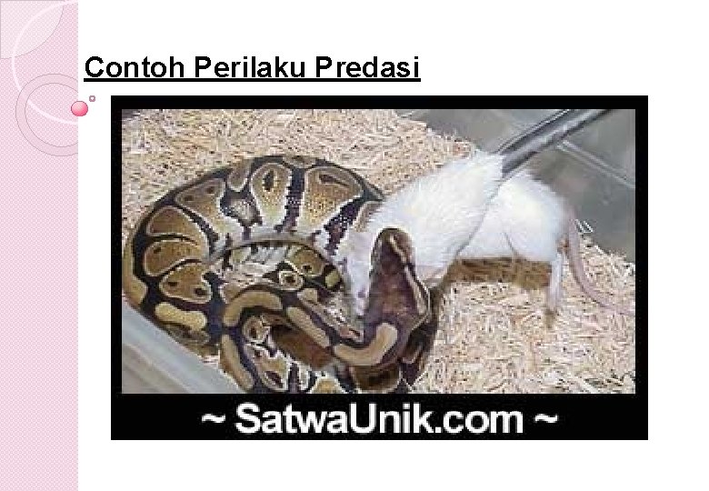 Contoh Perilaku Predasi 