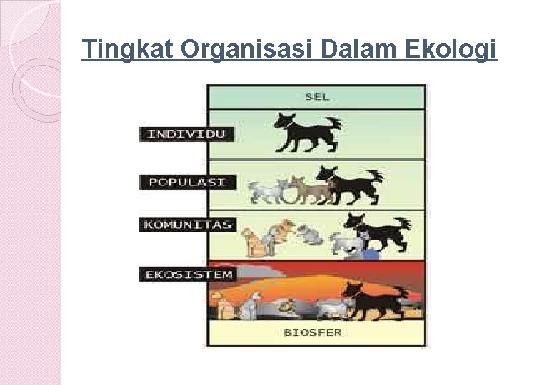 Tingkat Organisasi Dalam Ekologi 