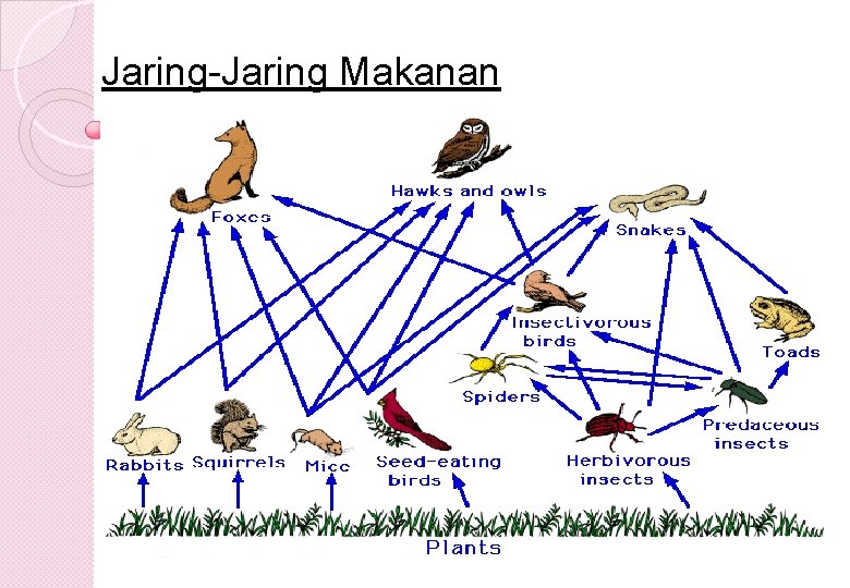 Jaring-Jaring Makanan 