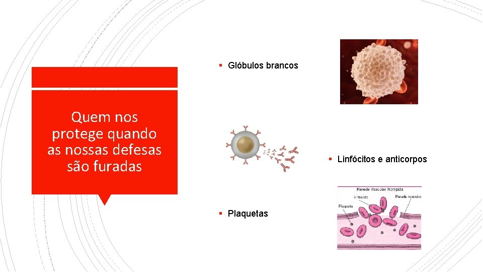 ▪ Glóbulos brancos Quem nos protege quando as nossas defesas são furadas ▪ Linfócitos