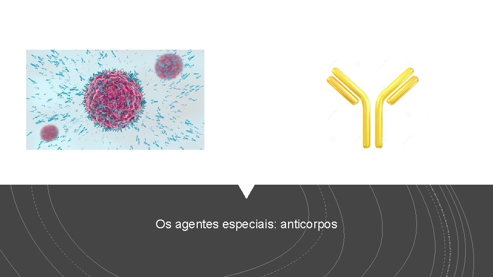 Os agentes especiais: anticorpos 