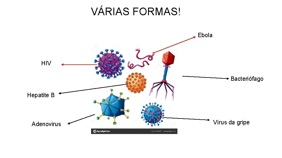 VÁRIAS FORMAS! Ebola HIV Bacteriófago Hepatite B Adenovirus Vírus da gripe 