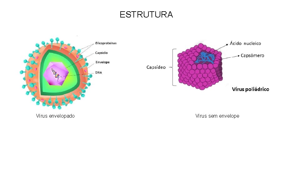 ESTRUTURA Vírus envelopado Vírus sem envelope 