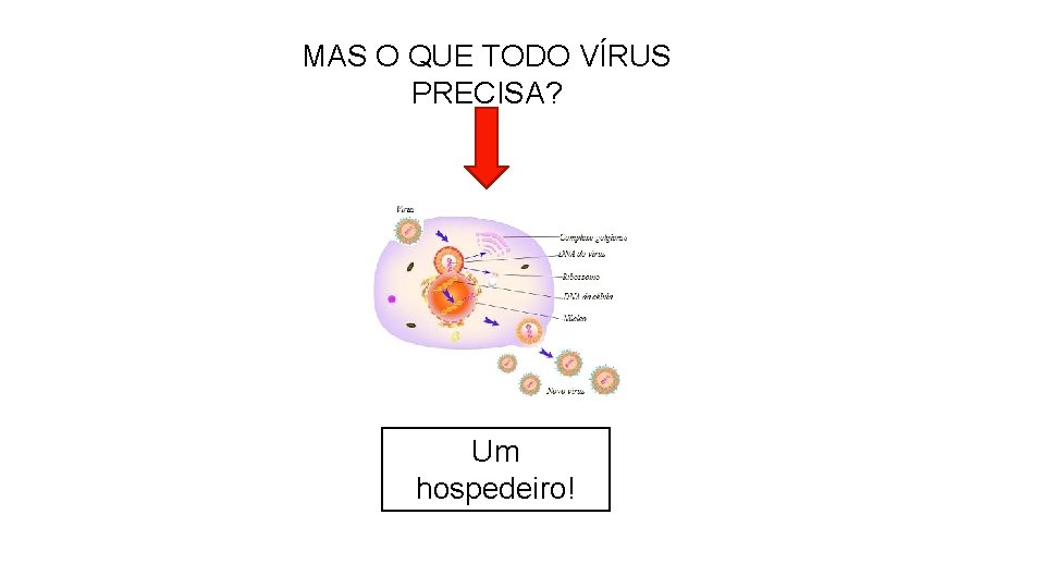 MAS O QUE TODO VÍRUS PRECISA? Um hospedeiro! 