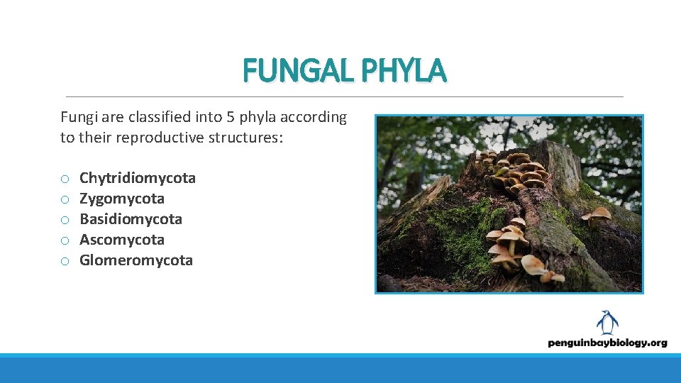 FUNGAL PHYLA Fungi are classified into 5 phyla according to their reproductive structures: o