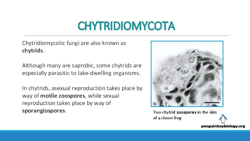 CHYTRIDIOMYCOTA Chytridiomycotic fungi are also known as chytrids. Although many are saprobic, some chytrids