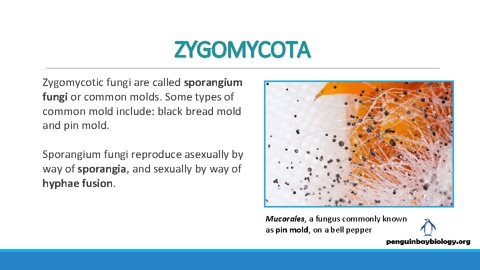 ZYGOMYCOTA Zygomycotic fungi are called sporangium fungi or common molds. Some types of common
