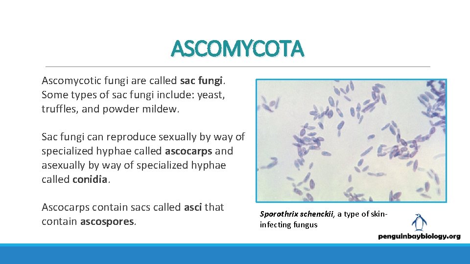 ASCOMYCOTA Ascomycotic fungi are called sac fungi. Some types of sac fungi include: yeast,