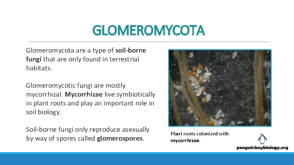 GLOMEROMYCOTA Glomeromycota are a type of soil-borne fungi that are only found in terrestrial