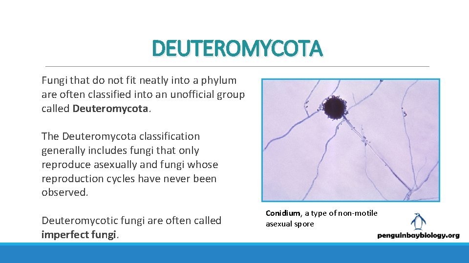 DEUTEROMYCOTA Fungi that do not fit neatly into a phylum are often classified into