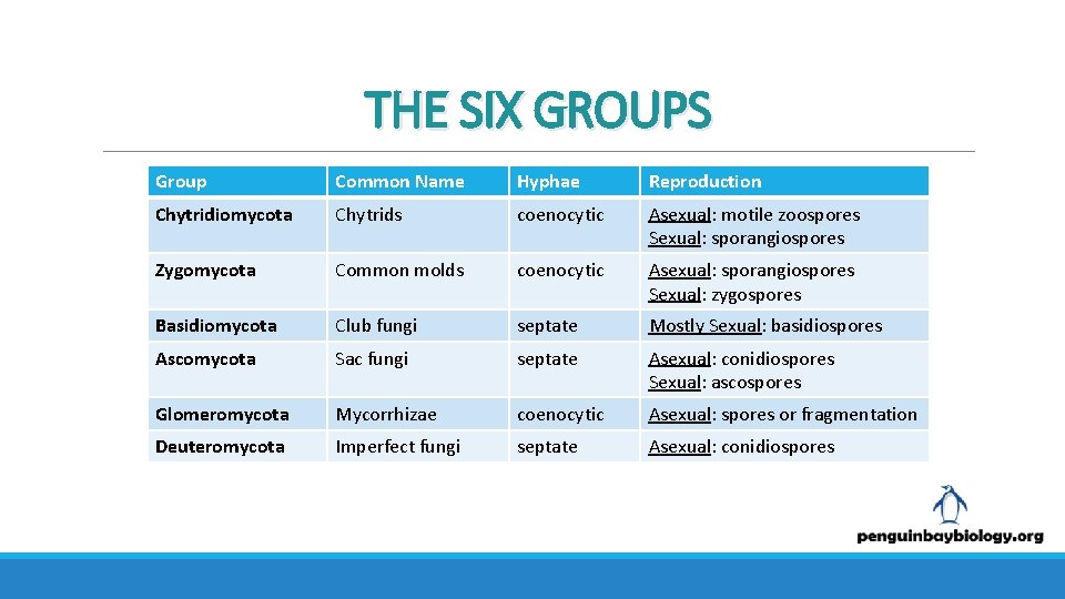 THE SIX GROUPS Group Common Name Hyphae Reproduction Chytridiomycota Chytrids coenocytic Asexual: motile zoospores
