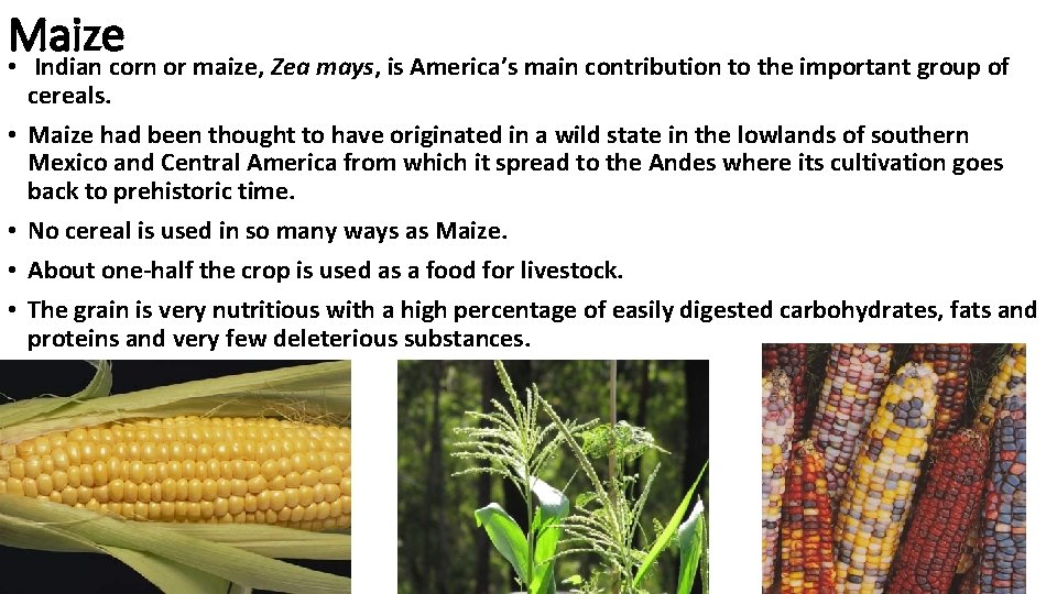 Maize • Indian corn or maize, Zea mays, is America’s main contribution to the