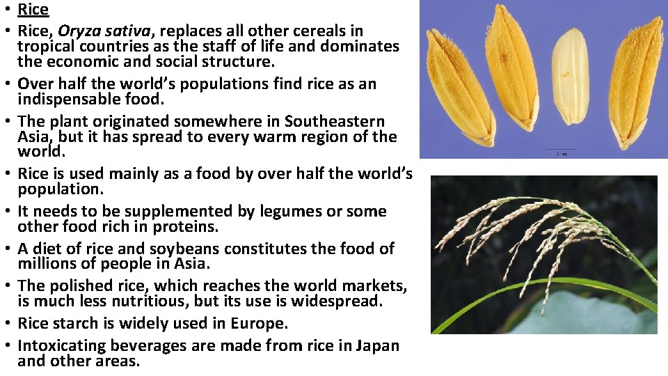  • Rice, Oryza sativa, replaces all other cereals in tropical countries as the