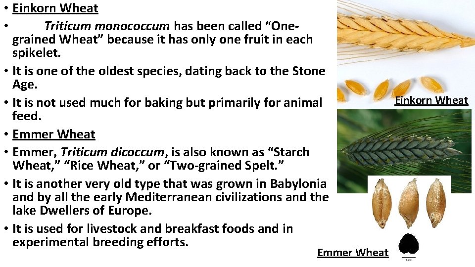  • Einkorn Wheat • Triticum monococcum has been called “Onegrained Wheat” because it