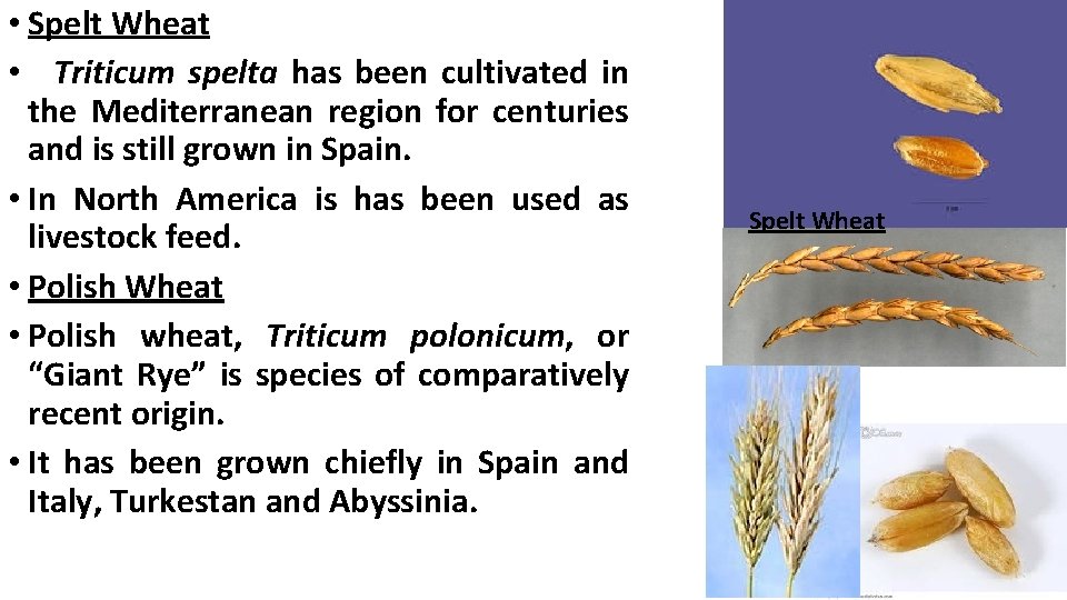  • Spelt Wheat • Triticum spelta has been cultivated in the Mediterranean region