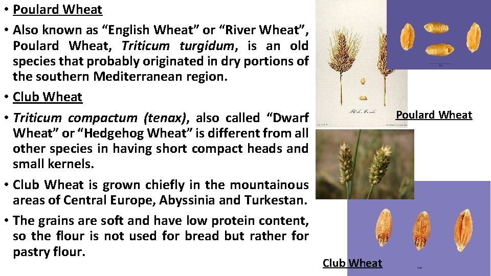  • Poulard Wheat • Also known as “English Wheat” or “River Wheat”, Poulard