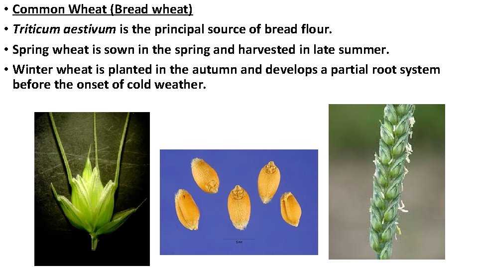  • Common Wheat (Bread wheat) • Triticum aestivum is the principal source of