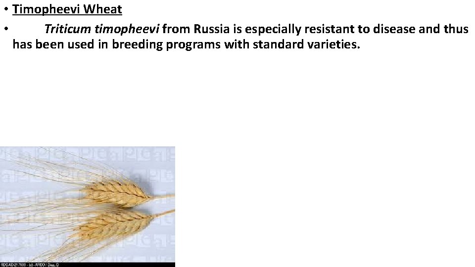  • Timopheevi Wheat • Triticum timopheevi from Russia is especially resistant to disease