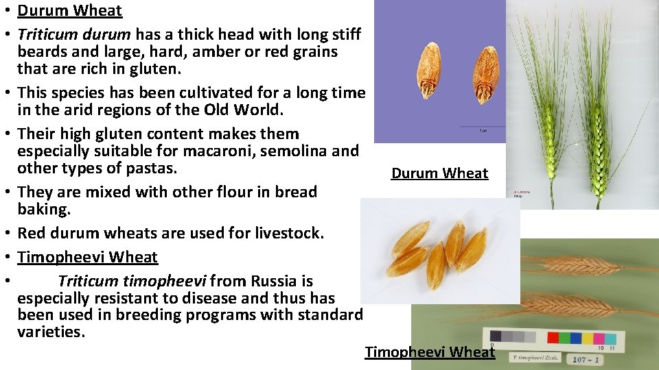  • Durum Wheat • Triticum durum has a thick head with long stiff