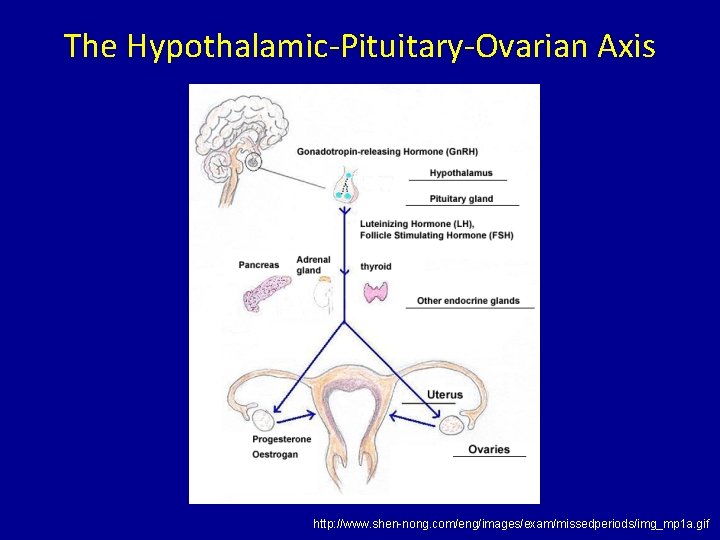 The Hypothalamic-Pituitary-Ovarian Axis http: //www. shen-nong. com/eng/images/exam/missedperiods/img_mp 1 a. gif 