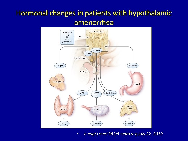 Hormonal changes in patients with hypothalamic amenorrhea • n engl j med 363; 4