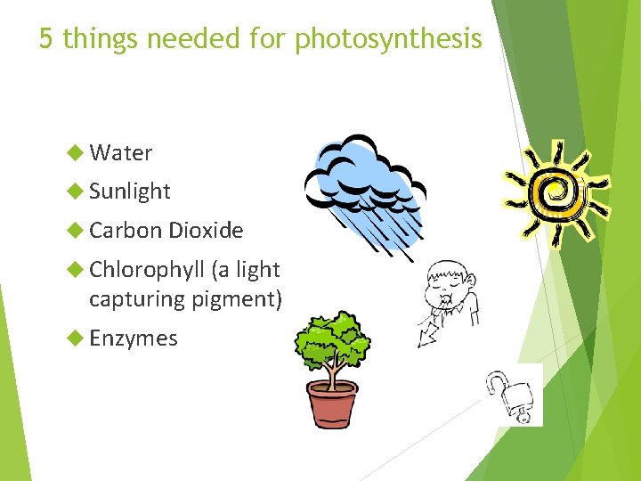 5 things needed for photosynthesis Water Sunlight Carbon Dioxide Chlorophyll (a light capturing pigment)