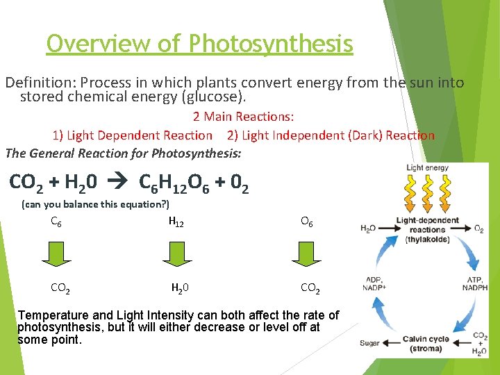 Overview of Photosynthesis Definition: Process in which plants convert energy from the sun into