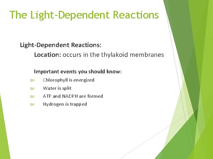 The Light-Dependent Reactions: Location: occurs in the thylakoid membranes Important events you should know: