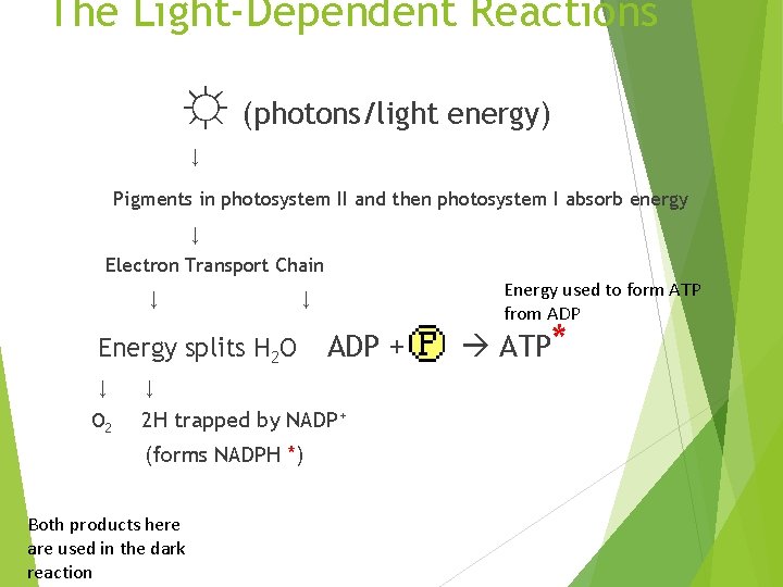 The Light-Dependent Reactions ☼ (photons/light energy) ↓ Pigments in photosystem II and then photosystem