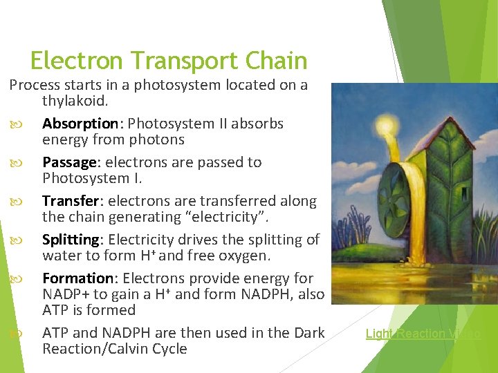 Electron Transport Chain Process starts in a photosystem located on a thylakoid. Absorption: Absorption