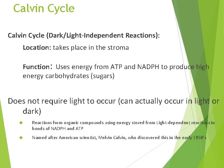 Calvin Cycle (Dark/Light-Independent Reactions): Location: takes place in the stroma Function: Uses energy from