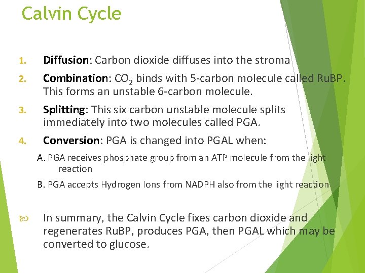 Calvin Cycle 1. 2. 3. 4. Diffusion: Diffusion Carbon dioxide diffuses into the stroma