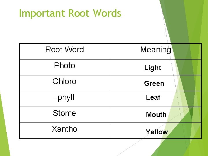Important Root Words Root Word Meaning Photo Light Chloro Green -phyll Leaf Stome Mouth