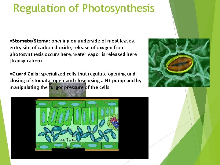 Regulation of Photosynthesis • Stomata/Stoma: opening on underside of most leaves, entry site of