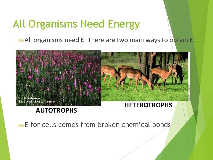 All Organisms Need Energy All organisms need E. There are two main ways to