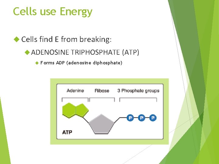 Cells use Energy Cells find E from breaking: ADENOSINE TRIPHOSPHATE (ATP) Forms ADP (adenosine