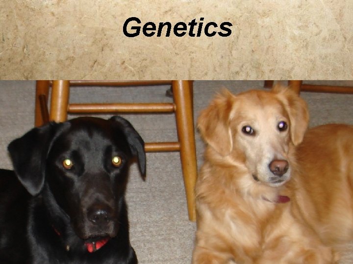 Genetics 