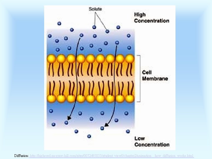 Diffusion: http: //highered. mcgraw-hill. com/sites/0072495855/student_view 0/chapter 2/animation__how_diffusion_works. html 