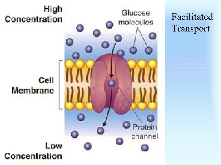 Facilitated Transport http: //highered. mcgrawhill. com/sites/0072495855 /student_view 0/chapter 2/a nimation__how_facilitated _diffusion_works. html 