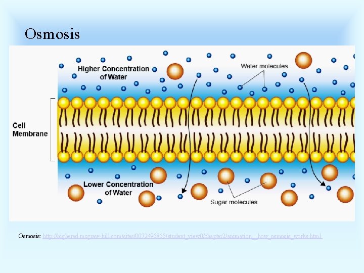 Osmosis: http: //highered. mcgraw-hill. com/sites/0072495855/student_view 0/chapter 2/animation__how_osmosis_works. html 