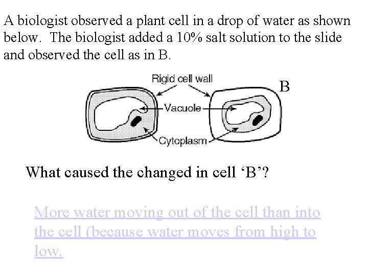 A biologist observed a plant cell in a drop of water as shown below.