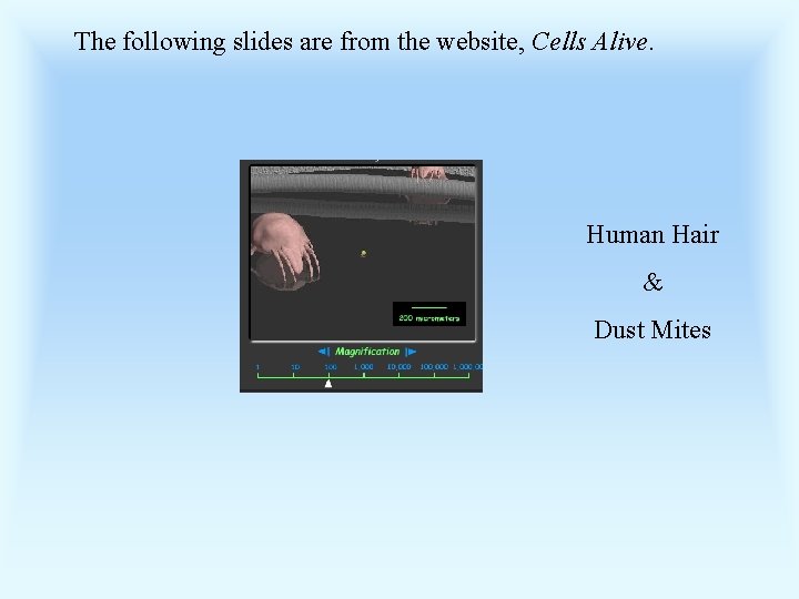 The following slides are from the website, Cells Alive. Human Hair & Dust Mites