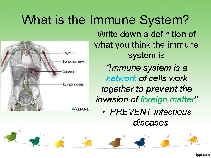 What is the Immune System? Write down a definition of what you think the What is the Immune System? Write down a definition of what you think the