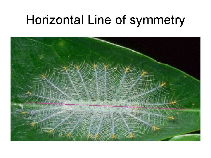 Horizontal Line of symmetry 