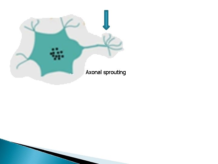 Axonal sprouting Axonal sprouting