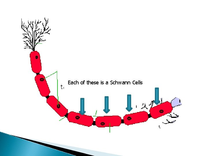 Each of these is a Schwann Cells Each of these is a Schwann Cells