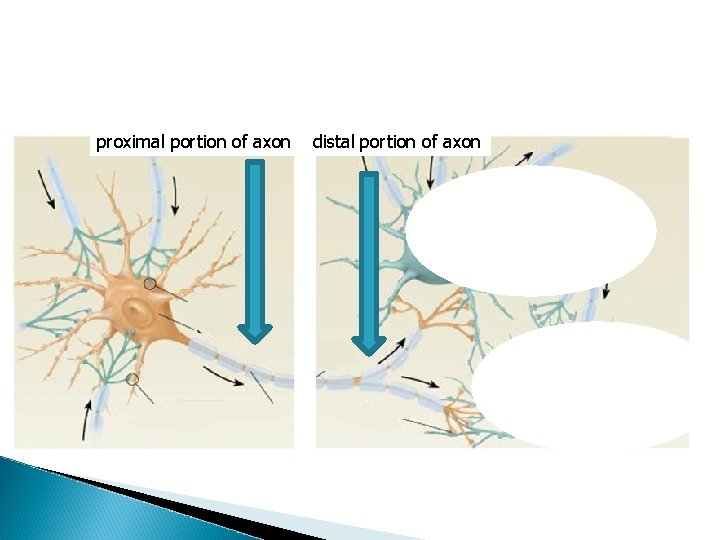 proximal portion of axon distal portion of axon proximal portion of axon distal portion of axon