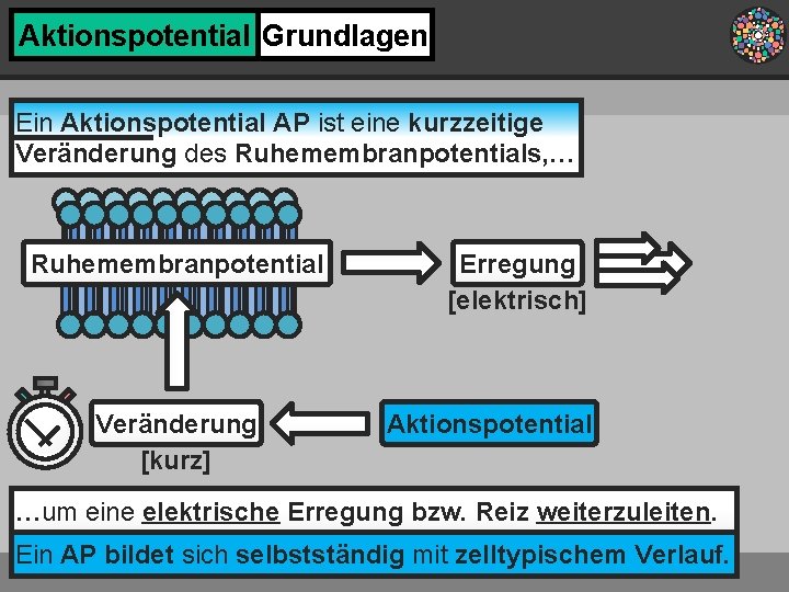 Aktionspotential Grundlagen Ein Aktionspotential AP ist eine kurzzeitige Veränderung des Ruhemembranpotentials, … Ruhemembranpotential Veränderung