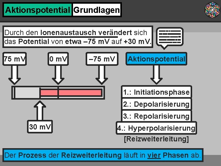 Aktionspotential Grundlagen Durch den Ionenaustausch verändert sich das Potential von etwa – 75 m.